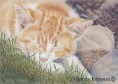 /album/photogallery/sleepingtabbycat-jpg/