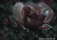 /album/photogallery/magnolia-jpg/