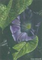 /album/photogallery/morningglory-jpg/