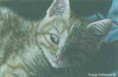 /album/photogallery/tabbycat-jpg/
